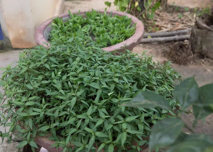 Séjour chez l'habitant Chansor 8 By Siem Reap Homesteading *