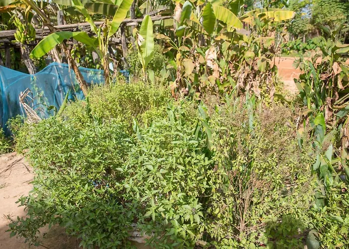 Chansor 8 By Siem Reap Homesteading * Phumi Trach Pok