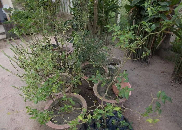Chansor 8 By Siem Reap Homesteading Phumi Trach Pok